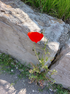 Blume aus Stein